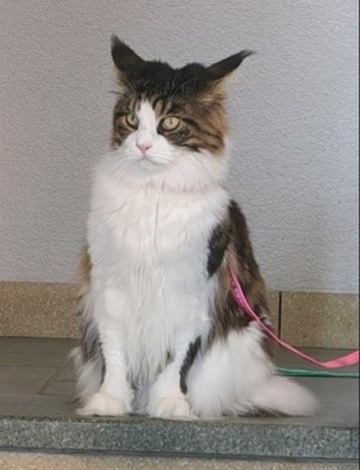 Freya, a fluffy tabby-and-white Maine Coon, sitting upright and looking unimpressed